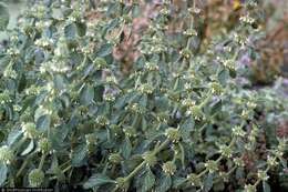 Image of horehound