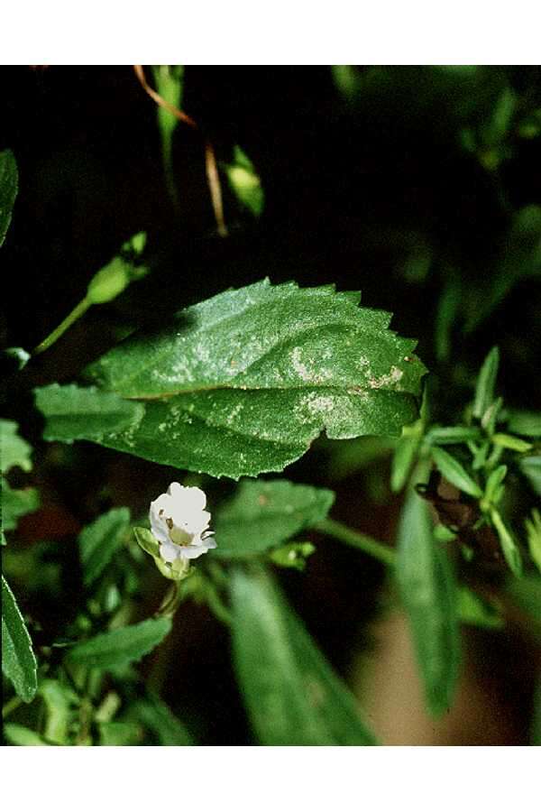 Mecardonia acuminata (Walt.) Small resmi