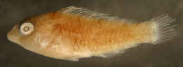 Image of Bucktooth Parrotfish