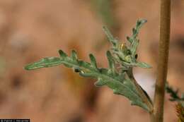 Image of whitestem blazingstar