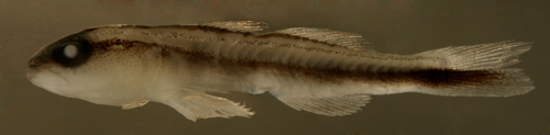 Image of Barsnout goby