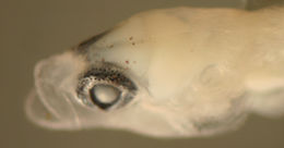 صورة Tigrigobius pallens (Ginsburg 1939)