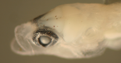 صورة Tigrigobius pallens (Ginsburg 1939)