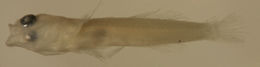 صورة Tigrigobius gemmatus (Ginsburg 1939)