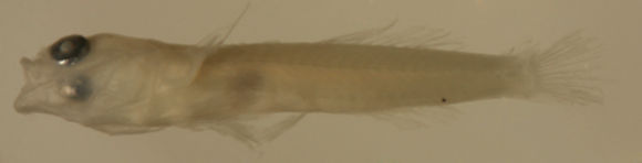 صورة Tigrigobius gemmatus (Ginsburg 1939)