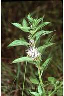 Image of wild mint