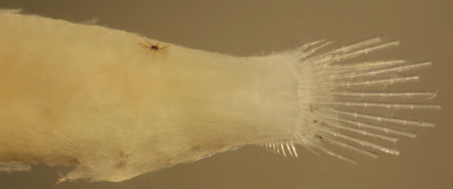 Image of White-eye goby