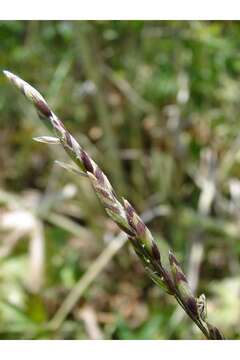 صورة Melica bulbosa Porter & J. M. Coult.