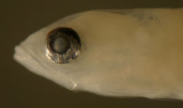 Evermannichthys metzelaari Hubbs 1923 resmi