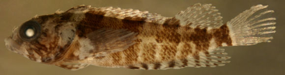 Image of <i>Labrisomus guppyi</i>