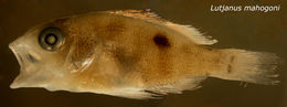 Image of Common snappers