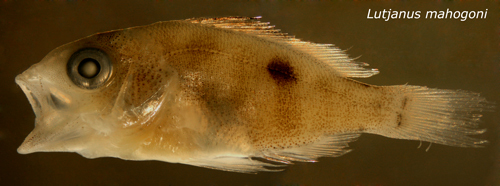 Image of Common snappers