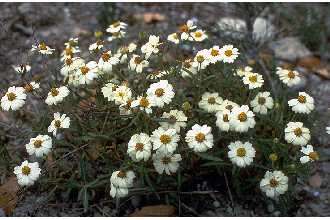 Image of hoary blackfoot