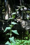 Image of tall fringed bluebells