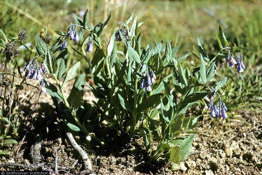 Image of tall fringed bluebells