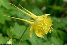 Image of golden columbine