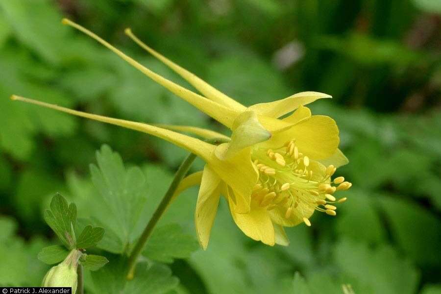 Image of golden columbine