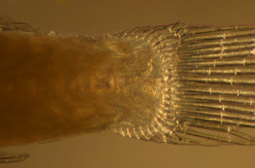 صورة Tigrigobius gemmatus (Ginsburg 1939)