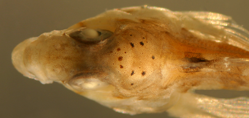 Image of Saddled Blenny