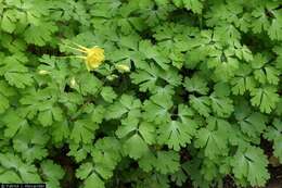 Image of golden columbine