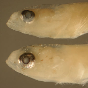 Image de Ctenogobius boleosoma (Jordan & Gilbert 1882)