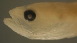 Image of Blind wormfish