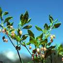 Imagem de Rhododendron menziesii subsp. menziesii