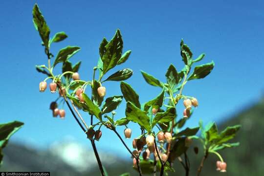 صورة Rhododendron menziesii subsp. menziesii