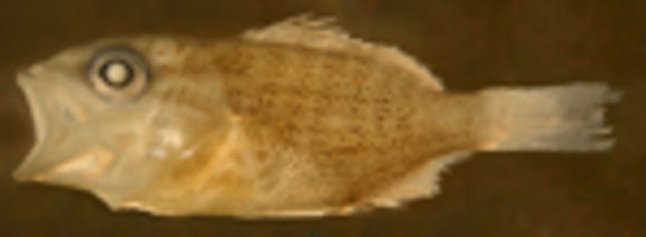 Image of Gray Snapper