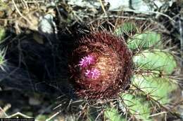 Image of Barrel Cactus