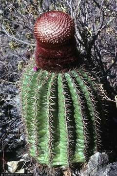 Melocactus intortus (Mill.) Urb. resmi