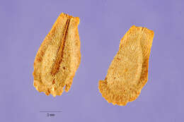 Image of rough potato