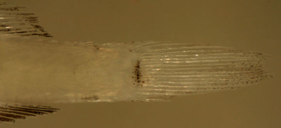 Image of Pallid Goby