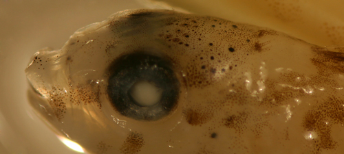 Image of Saddled Blenny