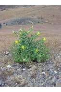 Image of giant blazing star