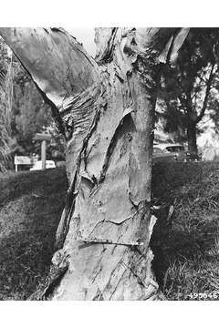 Image of punktree