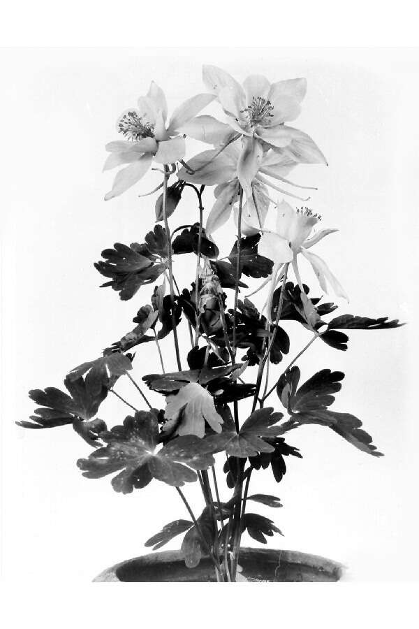 Image of Colorado blue columbine