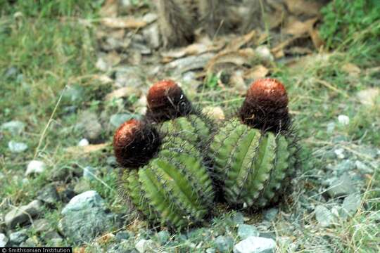 Image of melocactus