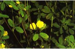 Image of black medick