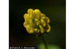 Image of black medick