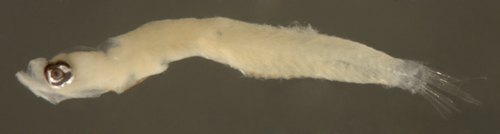 Image of Microgobius signatus Poey 1876