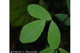 Image of black medick