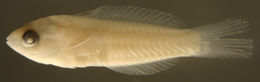 Plancia ëd Thalassoma bifasciatum (Bloch 1791)