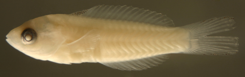 Plancia ëd Thalassoma bifasciatum (Bloch 1791)