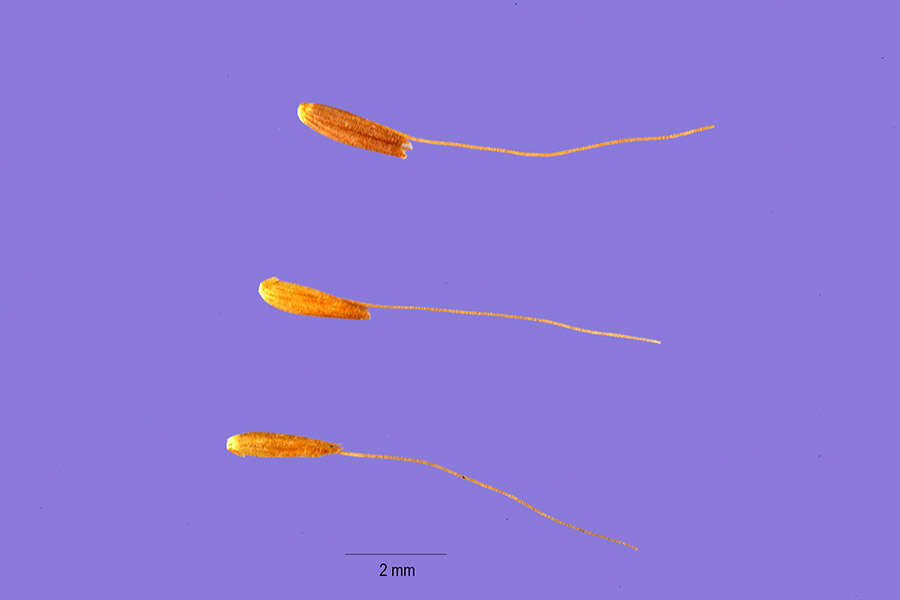 Image of molasses grass