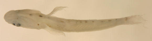 Image of Bearded goby