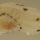 Image of Baldwin's Serranid