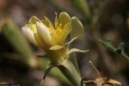 Image of Adonis blazingstar