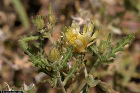 Image of Adonis blazingstar