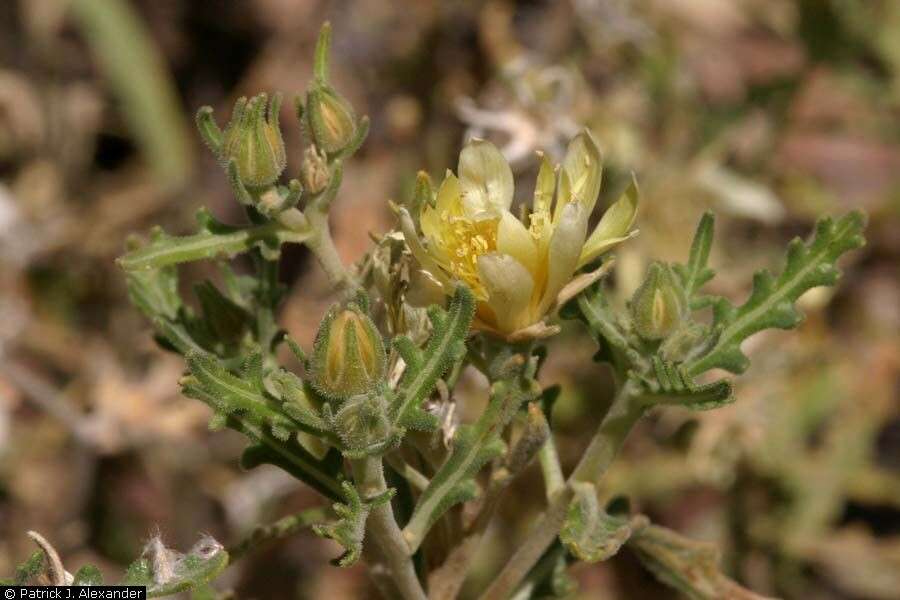 Image of Adonis blazingstar